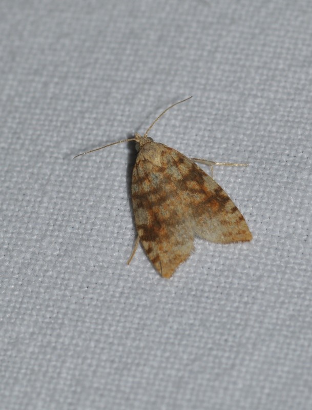 Id. micro